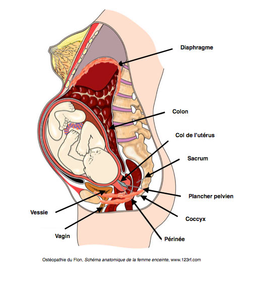 Schéma grossesse sciatique coccyx