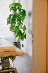 a plant in a pot next to a bed